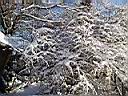Garten Winter 2003.jpg